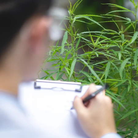 Pemeriksaan Canabis di FastMed