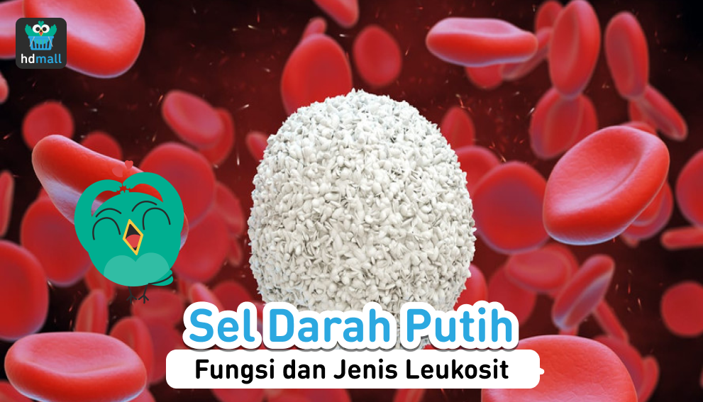 Fungsi Sel Darah Putih Dan Jenis Leukosit Apa Saja Hdmall